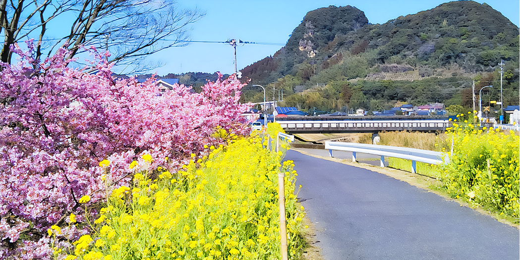 「菜の花ロード」プロジェクト